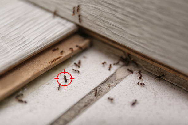 Professional Pest Control in East Moriches, NY