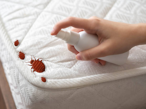 Best Mosquito Control Services  in East Moriches, NY